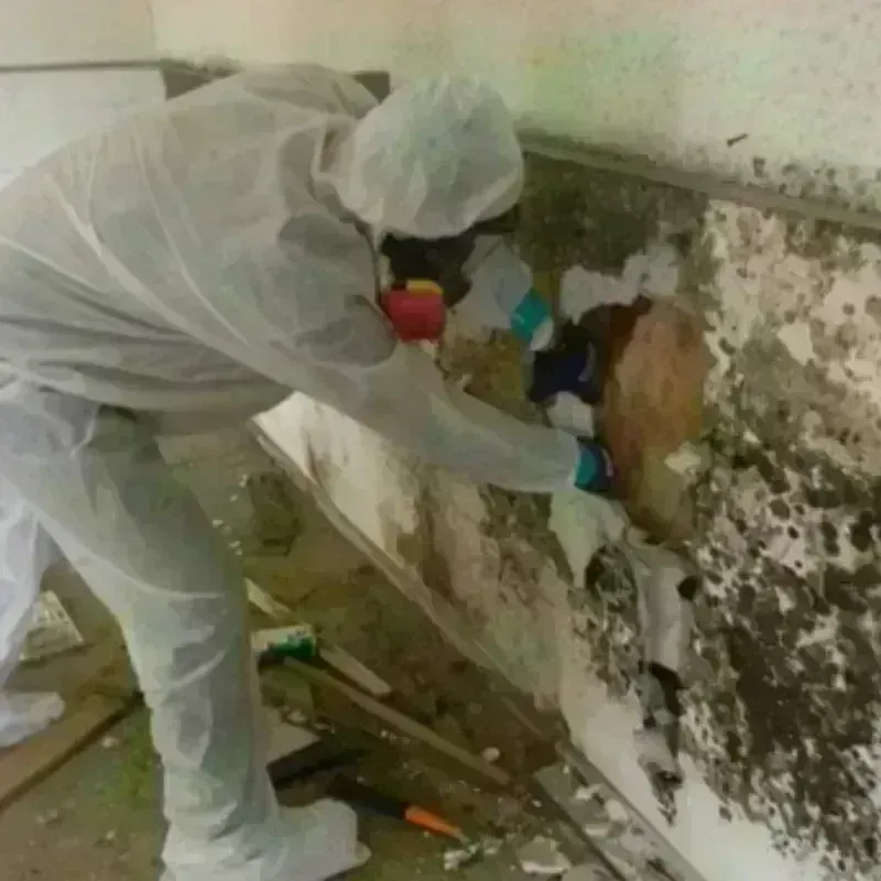 Mold Remediation and Removal in White Rock, NM